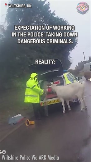 Police use riot shields to stop a runaway goat | Bright Side