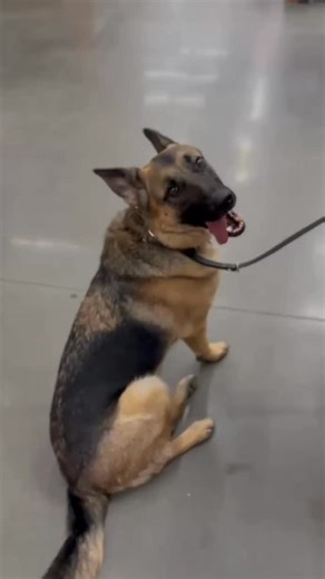 WOODFORD: PROGRESS UPDATE. The text in this video tells his story - a young German Shepherd rescue who came to us easily overstimulated, checked out, and unsure how to process busy environments. He wasn’t fearful… he was just on all the time. Pulling, scanning, ignoring food, and trying to make decisions on his own instead of looking to his handler. Real-world training helps dogs like Woody learn how to slow down, take direction, and focus through all the sights, sounds, and movement that usuall