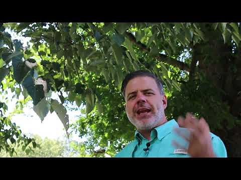 White basswood (Tilia americana) - Plant Identification