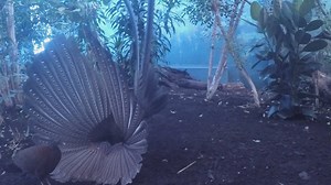 78K views · 2.5K reactions | When your amazing dance moves pay off! Meet the first great argus pheasant chicks to ever hatch at the zoo...  | Chester Zoo | Facebook