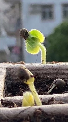 Sprouting okra seeds 🌱｜秋葵種子發芽🌱#plantae