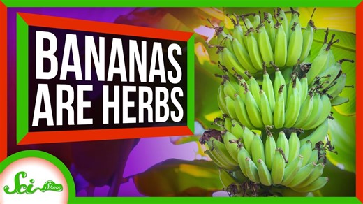 The biggest herb on Earth is... a banana?