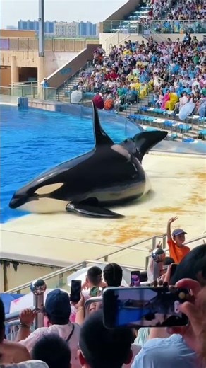 This boy had to pay a heavy price for raising a whale #shortsvideo