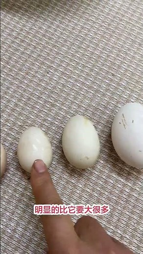 Rural Life: The Joy of Free-Range Chickens