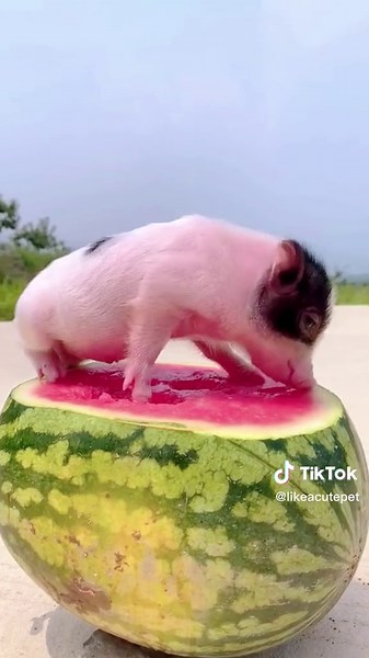 Adorable Pig Eating Watermelon - Cute Piggy Love Video