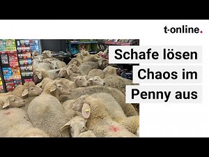Bavaria: 50 sheep storm Penny supermarket