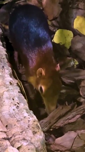 Elephant shrews explore habitat at Rosamond Gifford Zoo in Syracuse