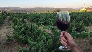 Just taking it all in. | Visit Napa Valley