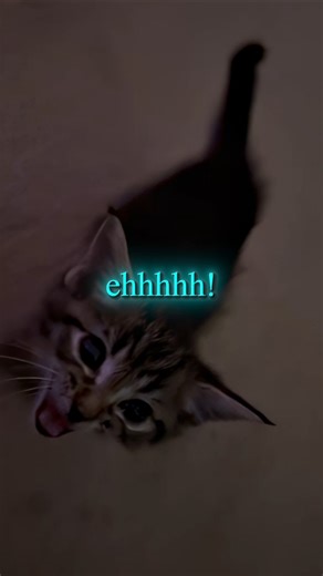 😭🔥 baby kitten loves carti