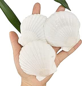 30 PCS Scallop Shells 2-3 Inch Natural White Sea Shells from Sea Beach for DIY Craft Home Décor(6-8 cm)