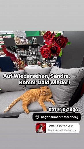 Kater Django Baumarkt-Kater #hagebaumarkt #hagebau #starnberg Sandra Schulte | Sandra Schulte