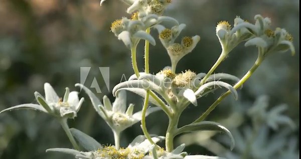 Close-up Edelweiss flowers on blurred green leaves edelweiss flower field background. Edelweiss is a rare flower plant in Leontopodium genus native to the European Alps carries symbolism of devotion