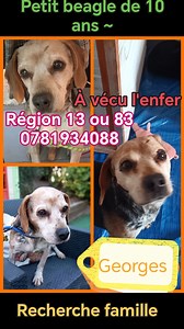 Le petit Georges est en famille d'accueil. Il attend une gentille famille. Visible à côté de. Aix en Provence. OK humains, chats, chiens. Un Amour !!!! Veuillez contacter le numéro indiqué si intéressé. | Association Rosalie Provence