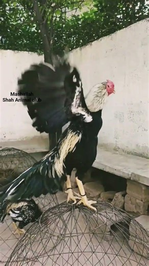 Java maut 👍 #aseel murga#rooster#chicken