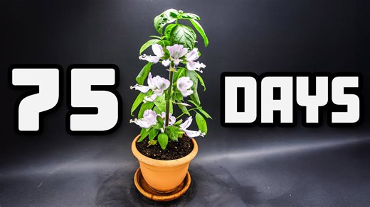 Thai basil's life cycle in time-lapse (seed to bloom)