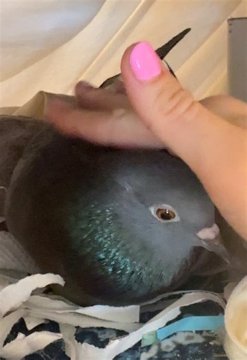 Understanding Pigeon Nesting Habits