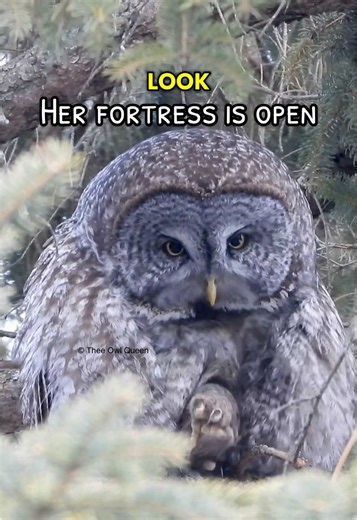 Discovering the Unique Features of Great Grey Owls