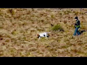 Caza de perdiz con perro pointer y escopeta| Vamos al Campo