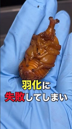 Can you use that!? Artificial pupal chamber for rhinoceros beetles #rhinoceros beetle #breeding