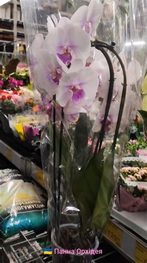 💙💛Big Leap "Motion" (Please tell me the name?!)