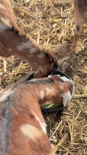 What Do Goats Eat? 🐐 | A Simple Look at Goat Feeding