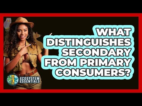 What Distinguishes Secondary From Primary Consumers?