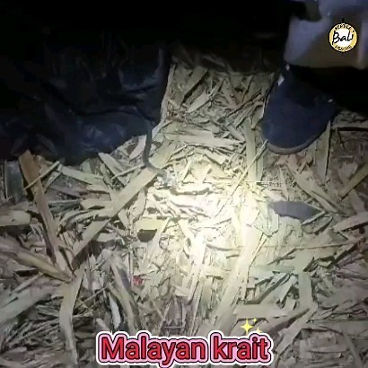 Release of a Malayan krait back into the wild was done by Joey Bungarus candidus, commonly known as the Malayan krait or blue krait, is a highly venomous species of snake. The blue krait is a member of the genus Bungarus and the family Elapidae. It is found in southeast Asia from Indochina south to Java and Bali in Indonesia. Bungarus candidus, umumnya dikenal sebagai krait Melayu atau krait biru, adalah spesies ular yang sangat berbisa. Krait biru adalah anggota genus Bungarus dan famili Elapid