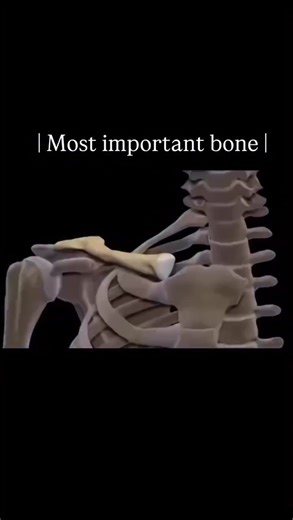Importance of the Clavicle Bone in Fitness