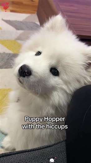 Cute Puppy Hiccups That Will Make You Smile