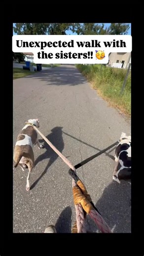 More fighting off cat poop cravings 😬 #pitbulls #pitbullterrier #pitbullgram | Hairy LiL' Schitz