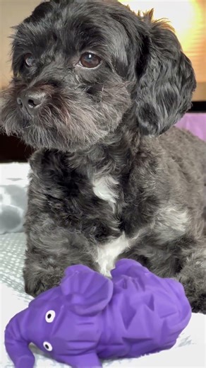 Cavapoo vs Maltipoo: 3 differences nobody tells you 🐶 #shorts