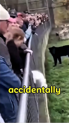 This Poor Kitten Fell Into the Black Panther's Lair!😿💔