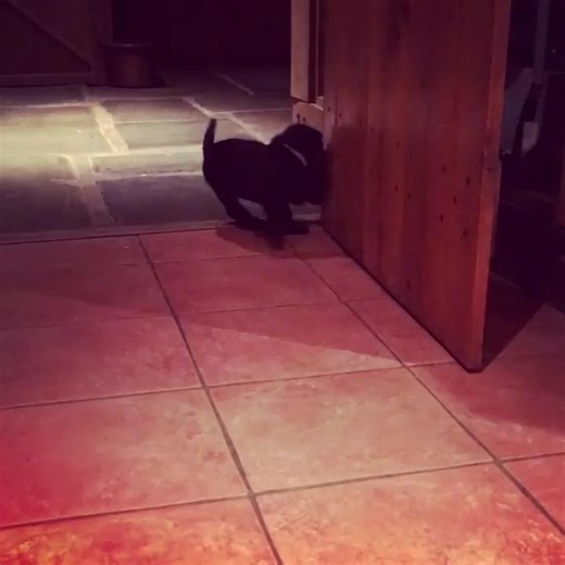 #springer spaniel cute | I Love My English Springer Spaniel