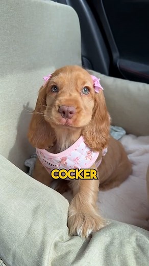 Outdoor Spike on Instagram: "Meet the elegant and affectionate Cocker Spaniel – a beloved breed known for its silky ears, soulful eyes, and cheerful, loving personality. 🐾 Whether English or American, Cocker Spaniels are cherished for their gentle nature, trainability, and playful spirit. Originally bred as skilled hunting dogs, today they shine as loyal family companions who adore cuddles, long walks, and being part of every family moment. 🐶 With their beautiful feathered coat and expressive 