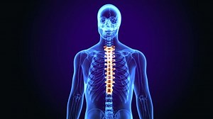 3d rendered medically accurate illustration of the thoracic spine