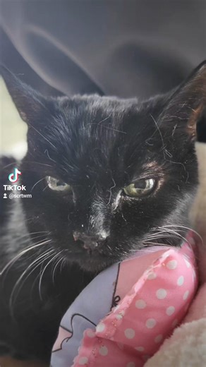 A tribute to beautiful Silky Sue who we lost very recently. The song felt fitting as she missed her human dad who passed away so much. She needed to be with him. Now she is 🌈🥺❤️🖤 Love you forever Sue ✨️ | Stray Cat Rescue Team West Midlands.
