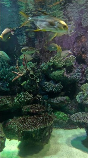 Most Beautiful Tropical Reef Fish 🌈 | 4K Aesthetic #nature #ocean