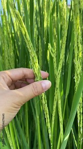 Hybrid rice seed production, rice field, rice flower close-up