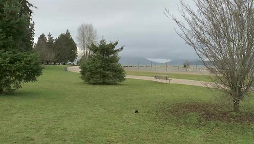 Illegal tree-topping in Vancouver sparks outrage