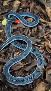 The beautiful colors of the deadly poisonous blue coral snake (Calliophis bivirgata)
