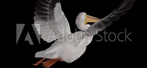 White Pelican - American Bird - Flying Loop - Back Angle View CU - Alpha Channel - Realistic 3D animation isolated on transparent background