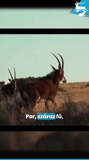 Afrika. Lélegzet és szívdobbanás.