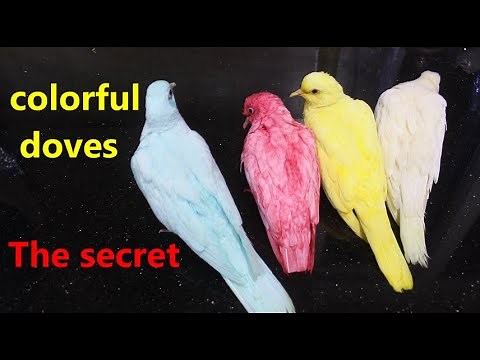 magic trick revealed , The secret of colorful doves