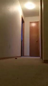 Cockatoo running around yelling | My Daily Viral