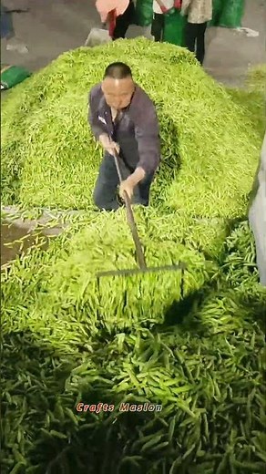 Récolte massive de haricots verts et traitement post-récolte