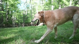 Senior Golden Labrador Retriever dog walking through grass limping, showing signs of osteosarcoma on front right leg.