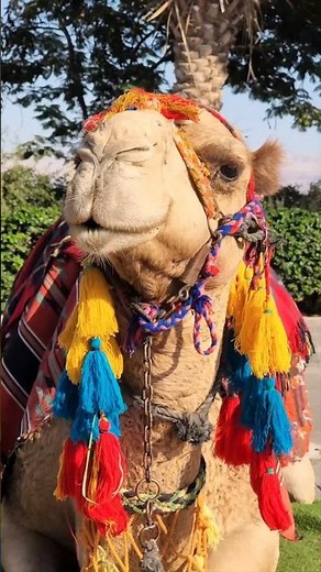 Camels Survive Without Water for Days… See How #desert #extremenature #shorts
