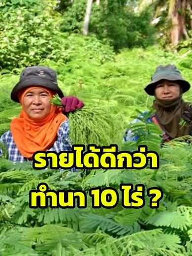 ปลูกชะอม: วิธีทำเงินจากพืชระยะสั้น