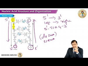 1. Nucleic Acid Structure & Organization | DNA & RNA | Medical Biochemistry | MBBS | USMLE Step 1