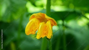 Flower or blossom field with organic pumpkin Cucurbita pepo bio crops before harvesting, orange gourds agriculture and farming, creeping plant spinning, beautifully bloom orange farm Czech, Europe